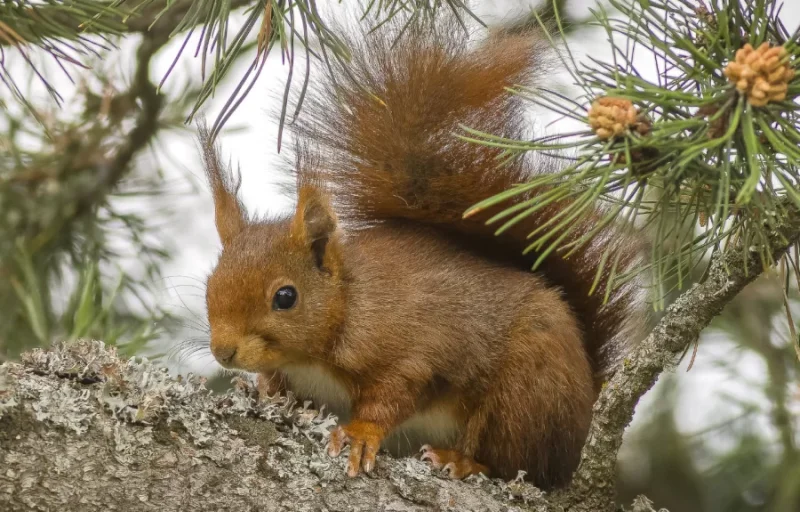 Un ecureuil