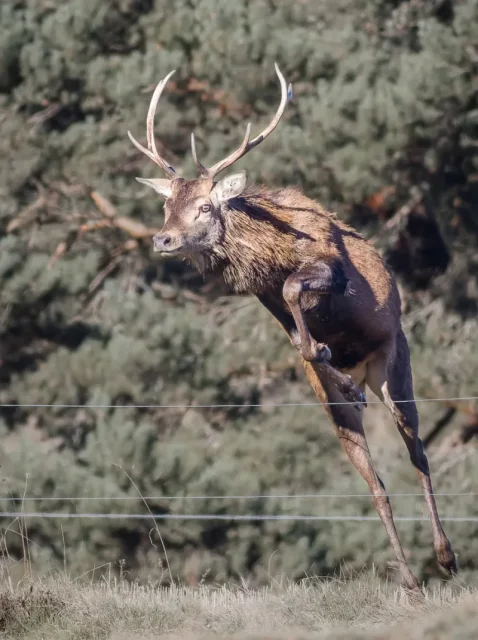 Cerf sautant